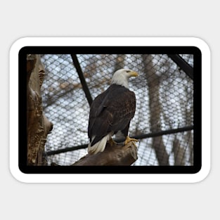 Rescued Bald Eagle Sticker